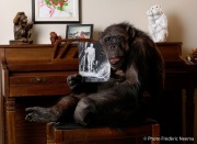 Cheeta the chimpanzee posing with a picture of  actor Johhny Weissmuller in his role as Tarzan. Cheeta, believed to be the world's oldest living primate, was thought for a long time to be one the chimpanzees that appeared in the 1930's and 1940's Tarzan movies starring Johnny Weissmuller  and Maureen O'Sullivan. Cheeta, a male chimpanzee,  now lives happily at the C.H.E.E.T.A Primate Foundation in Palm Springs, California, a home for primates who have retired from the movie industry and the show business.