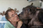 Cheeta the chimpanzee kisses owner and caretaker Dan Westfall. Cheeta, believed to be the world's oldest living primate, was thought for a long time to be one the chimpanzees that appeared in the 1930's and 1940's Tarzan movies starring Johnny Weissmuller  and Maureen O'Sullivan. Cheeta, a male chimpanzee,  now lives happily at the C.H.E.E.T.A Primate Foundation in Palm Springs, California, a home for primates who have retired from the movie industry and the show business.