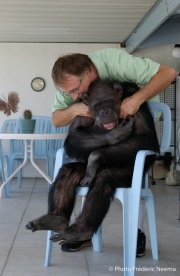 Cheeta the chimpanzee  enjoys being tickled by owner and caretaker Dan Westfall. Cheeta, believed to be the world's oldest living primate, was thought for a long time to be one the chimpanzees that appeared in the 1930's and 1940's Tarzan movies starring Johnny Weissmuller  and Maureen O'Sullivan. Cheeta, a male chimpanzee,  now lives happily at the C.H.E.E.T.A Primate Foundation in Palm Springs, California, a home for primates who have retired from the movie industry and the show business.