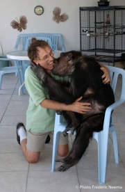 Cheeta the chimpanzee hugs and plays with owner and caretaker Dan Westfall. Cheeta, believed to be the world's oldest living primate, was thought for a long time to be one the chimpanzees that appeared in the 1930's and 1940's Tarzan movies starring Johnny Weissmuller  and Maureen O'Sullivan. Cheeta, a male chimpanzee,  now lives happily at the C.H.E.E.T.A Primate Foundation in Palm Springs, California, a home for primates who have retired from the movie industry and the show business.