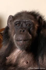 Cheeta the chimpanzee, believed to be the world's oldest living primate, was thought for a long time to be one the chimpanzees that appeared in the 1930's and 1940's Tarzan movies starring Johnny Weissmuller  and Maureen O'Sullivan. Cheeta, a male chimpanzee,  now lives happily at the C.H.E.E.T.A Primate Foundation in Palm Springs, California, a home for primates who have retired from the movie industry and the show business.