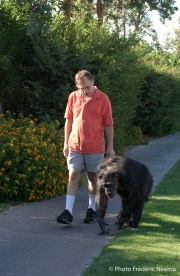 Cheeta the chimpanzee  enjoys a his daily walk outside with owner and caretaker Dan Westfall. Cheeta, believed to be the world's oldest living primate, was thought for a long time to be one the chimpanzees that appeared in the 1930's and 1940's Tarzan movies starring Johnny Weissmuller  and Maureen O'Sullivan. Cheeta, a male chimpanzee,  now lives happily at the C.H.E.E.T.A Primate Foundation in Palm Springs, California, a home for primates who have retired from the movie industry and the show business.