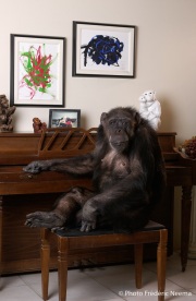 Cheeta the chimpanzee  posing inside its retirement home. Cheeta, believed to be the world's oldest living primate, was thought for a long time to be one the chimpanzees that appeared in the 1930's and 1940's Tarzan movies starring Johnny Weissmuller  and Maureen O'Sullivan. Cheeta, a male chimpanzee,  now lives happily at the C.H.E.E.T.A Primate Foundation in Palm Springs, California, a home for primates who have retired from the movie industry and the show business.