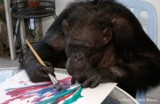 Cheeta the chimpanzee  working on a new painting that will be sold as "Ape-Stract Art" to raise funds. Cheeta, believed to be the world's oldest living primate, was thought for a long time to be one the chimpanzees that appeared in the 1930's and 1940's Tarzan movies starring Johnny Weissmuller  and Maureen O'Sullivan. Cheeta, a male chimpanzee,  now lives happily at the C.H.E.E.T.A Primate Foundation in Palm Springs, California, a home for primates who have retired from the movie industry and the show business.