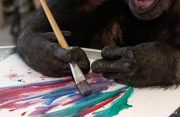 Cheeta the chimpanzee  working on a new painting that will be sold as "Ape-Stract Art" to raise funds. Cheeta, believed to be the world's oldest living primate, was thought for a long time to be one the chimpanzees that appeared in the 1930's and 1940's Tarzan movies starring Johnny Weissmuller  and Maureen O'Sullivan. Cheeta, a male chimpanzee,  now lives happily at the C.H.E.E.T.A Primate Foundation in Palm Springs, California, a home for primates who have retired from the movie industry and the show business.