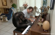 Cheeta the chimpanzee  enjoying the sound of the piano with owner and caretaker Dan Westfall. Cheeta, believed to be the world's oldest living primate, was thought for a long time to be one the chimpanzees that appeared in the 1930's and 1940's Tarzan movies starring Johnny Weissmuller  and Maureen O'Sullivan. Cheeta, a male chimpanzee,  now lives happily at the C.H.E.E.T.A Primate Foundation in Palm Springs, California, a home for primates who have retired from the movie industry and the show business.