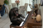 Cheeta the chimpanzee  enjoying the sound of the piano. Cheeta, believed to be the world's oldest living primate, was thought for a long time to be one the chimpanzees that appeared in the 1930's and 1940's Tarzan movies starring Johnny Weissmuller  and Maureen O'Sullivan. Cheeta, a male chimpanzee,  now lives happily at the C.H.E.E.T.A Primate Foundation in Palm Springs, California, a home for primates who have retired from the movie industry and the show business.