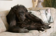 Cheeta the chimpanzee  watching television. Cheeta, believed to be the world's oldest living primate, was thought for a long time to be one the chimpanzees that appeared in the 1930's and 1940's Tarzan movies starring Johnny Weissmuller  and Maureen O'Sullivan. Cheeta, a male chimpanzee,  now lives happily at the C.H.E.E.T.A Primate Foundation in Palm Springs, California, a home for primates who have retired from the movie industry and the show business.