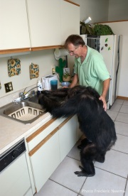 Cheeta the chimpanzee  helping with the dishes  owner and caretaker Dan Westfall. Cheeta, believed to be the world's oldest living primate, was thought for a long time to be one the chimpanzees that appeared in the 1930's and 1940's Tarzan movies starring Johnny Weissmuller  and Maureen O'Sullivan. Cheeta, a male chimpanzee,  now lives happily at the C.H.E.E.T.A Primate Foundation in Palm Springs, California, a home for primates who have retired from the movie industry and the show business.