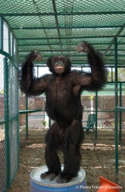 Jeeter, the grandson of Cheeta the chimpanzee . Jeeter, 15 years old,  is the son of Cheeta's only son and used to work in circus and night clubs. Cheeta, believed to be the world's oldest living primate, was thought for a long time to be one the chimpanzees that appeared in the 1930's and 1940's Tarzan movies starring Johnny Weissmuller  and Maureen O'Sullivan. Cheeta, a male chimpanzee,  now lives happily at the C.H.E.E.T.A Primate Foundation in Palm Springs, California, a home for primates who have retired from the movie industry and the show business.