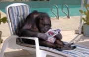 Cheeta the chimpanzee  relaxing with a magazine by the pool. Cheeta, believed to be the world's oldest living primate, was thought for a long time to be one the chimpanzees that appeared in the 1930's and 1940's Tarzan movies starring Johnny Weissmuller  and Maureen O'Sullivan. Cheeta, a male chimpanzee,  now lives happily at the C.H.E.E.T.A Primate Foundation in Palm Springs, California, a home for primates who have retired from the movie industry and the show business.