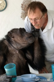 Cheeta the chimpanzee  during meal time with owner and caretaker Dan Westfall. Cheeta, believed to be the world's oldest living primate, was thought for a long time to be one the chimpanzees that appeared in the 1930's and 1940's Tarzan movies starring Johnny Weissmuller  and Maureen O'Sullivan. Cheeta, a male chimpanzee,  now lives happily at the C.H.E.E.T.A Primate Foundation in Palm Springs, California, a home for primates who have retired from the movie industry and the show business.