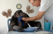 Cheeta the chimpanzee  during meal time with owner and caretaker Dan Westfall. Cheeta, believed to be the world's oldest living primate, was thought for a long time to be one the chimpanzees that appeared in the 1930's and 1940's Tarzan movies starring Johnny Weissmuller  and Maureen O'Sullivan. Cheeta, a male chimpanzee,  now lives happily at the C.H.E.E.T.A Primate Foundation in Palm Springs, California, a home for primates who have retired from the movie industry and the show business.