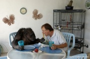 Cheeta the chimpanzee  during meal time with owner and caretaker Dan Westfall. Cheeta, believed to be the world's oldest living primate, was thought for a long time to be one the chimpanzees that appeared in the 1930's and 1940's Tarzan movies starring Johnny Weissmuller  and Maureen O'Sullivan. Cheeta, a male chimpanzee,  now lives happily at the C.H.E.E.T.A Primate Foundation in Palm Springs, California, a home for primates who have retired from the movie industry and the show business.