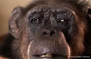 Cheeta the chimpanzee, believed to be the world's oldest living primate, was thought for a long time to be one the chimpanzees that appeared in the 1930's and 1940's Tarzan movies starring Johnny Weissmuller  and Maureen O'Sullivan. Cheeta, a male chimpanzee,  now lives happily at the C.H.E.E.T.A Primate Foundation in Palm Springs, California, a home for primates who have retired from the movie industry and the show business.