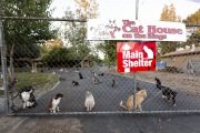 Cats inside The Cat House on the Kings, a sanctuary for hundreds of cats in Parlier, CA, on May 11, 2012. The Cat House on The Kings is a sanctuary for cats that was started by Lynea Lattanzio in her own house. There are now over 700 cats on the 12-acre property.