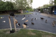 Cats inside The Cat House on the Kings, a sanctuary for hundreds of cats in Parlier, CA, on May 11, 2012. The Cat House on The Kings is a sanctuary for cats that was started by Lynea Lattanzio in her own house. There are now over 700 cats on the 12-acre property.