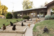 Dozens of cats lay down on May 11, 2012,  in front of what used to be the house of Lynea Lattanzio, founder of The Cat House on the Kings, a sanctuary for hundreds of cats  in Parlier, CA.  The Cat House on The Kings is a sanctuary for cats that was started by Lynea Lattanzio in her own house. There are now over 700 cats on the 12-acre property.