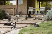 Dozens of cats lay down on May 10, 2012,  in front of what used to be the house of Lynea Lattanzio, founder of The Cat House on the Kings, a sanctuary for hundreds of cats  in Parlier, CA.  The Cat House on The Kings is a sanctuary for cats that was started by Lynea Lattanzio in her own house. There are now over 700 cats on the 12-acre property.