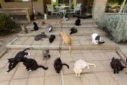 Dozens of cats lay down on May 10, 2012, in front of what used to be the house of Lynea Lattanzio, founder of The Cat House on the Kings, a sanctuary for hundreds of cats  in Parlier, CA.  The Cat House on The Kings is a sanctuary for cats that was started by Lynea Lattanzio in her own house. There are now over 700 cats on the 12-acre property.