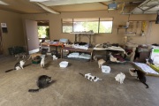 Cats took over the garage of The Cat House on the Kings, a sanctuary for hundreds of cats in Parlier, CA, on May 10, 2012.  The Cat House on The Kings is a sanctuary for cats that was started by Lynea Lattanzio in her own house. There are now over 700 cats on the 12-acre property.