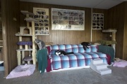 Some old cats rest inside the Senior House at The Cat House on the Kings in Parlier, CA, on May 11, 2012. The Senior House is reserved for older cats. The Cat House on The Kings is a sanctuary for cats that was started by Lynea Lattanzio in her own house. There are now over 700 cats on the 12-acre property.