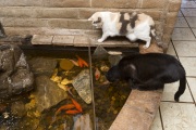 Two cats enjoy watching live fishes in a pound inside the main house at The Cat House on the Kings in Parlier, CA, on May 11, 2012.  The Cat House on The Kings is a sanctuary for cats that was started by Lynea Lattanzio in her own house. There are now over 700 cats on the 12-acre property.