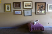 A cat inside the main living room of The Cat House on the Kings in Parlier, CA, on May 11, 2012.  The Cat House on The Kings is a sanctuary for cats that was started by Lynea Lattanzio in her own house. There are now over 700 cats on the 12-acre property.