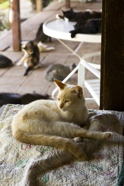 Dozens of cats lay down on May 10, 2012, inside and outside of what used to be the house of Lynea Lattanzio, founder of The Cat House on the Kings, a sanctuary for hundreds of cats  in Parlier, CA.  The Cat House on The Kings is a sanctuary for cats that was started by Lynea Lattanzio in her own house. There are now over 700 cats on the 12-acre property.