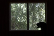 A cat cleans itself in front of a window inside The Cat House on the Kings, a sanctuary for hundreds of cats in Parlier, CA, on May 11, 2012.  The Cat House on The Kings is a sanctuary for cats that was started by Lynea Lattanzio in her own house. There are now over 700 cats on the 12-acre property.