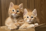 Two adorable Ginger cats are waiting to be introduced to potential adopters at The Cat House on the Kings in Parlier, CA, on May 11, 2012. The Cat House on The Kings is a sanctuary for cats that was started by Lynea Lattanzio in her own house. There are now over 700 cats on the 12-acre property.