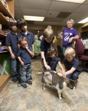 Lin Faurie, a Cat House board member, watches schoolchildren petting \"Jasper\" the cat which had one of its legs amputated because of cancer. Schoolchildren often come to the sanctuary to visit and help for a day.  The Cat House on The Kings is a sanctuary for cats that was started by Lynea Lattanzio in her own house. There are now over 700 cats on the 12-acre property.