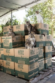 Cats on top of boxes of litter at The Cat House on the Kings in Parlier, CA, on May 10, 2012. The Cat House on The Kings is a sanctuary for cats that was started by Lynea Lattanzio in her own house. There are now over 700 cats on the 12-acre property.