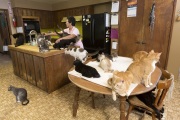 Founder Lynea Lattanzio with some of her cats inside the kitchen at The Cat House on the Kings in Parlier, CA, on May 10, 2012.  The Cat House on The Kings is a sanctuary for cats that was started by Lynea Lattanzio in her own house. There are now over 700 cats on the 12-acre property.