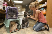 Amanda Bristow, an adoption counselor, putting some young cats into cages so they can be taken to the veterinarian on May 10, 2012.  The Cat House on The Kings is a sanctuary for cats that was started by Lynea Lattanzio in her own house. There are now over 700 cats on the 12-acre property.