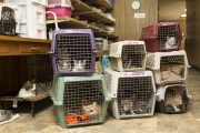 Young cats waiting into cages to be taken to the veterinarian on May 10, 2012.  The Cat House on The Kings is a sanctuary for cats that was started by Lynea Lattanzio in her own house. There are now over 700 cats on the 12-acre property.