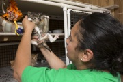 Adoption coordinator Karla Cortez examines a kitten that has recently arrived at The Cat House on the Kings in Parlier, CA, on May 11, 2012. The Cat House on The Kings is a sanctuary for cats that was started by Lynea Lattanzio in her own house. There are now over 700 cats on the 12-acre property.