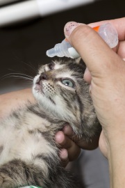 Adoption coordinator Karla Cortez applies some eye drops to a kitten that has recently arrived at  The Cat House on the Kings, a sanctuary for hundreds of cats in Parlier, CA, on May 11, 2012. The Cat House on The Kings is a sanctuary for cats that was started by Lynea Lattanzio in her own house. There are now over 700 cats on the 12-acre property.