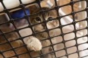 A young cat who has just arrived and kept in quarantine at The Cat House on the Kings in Parlier, CA, on May 10, 2012. The Cat House on The Kings is a sanctuary for cats that was started by Lynea Lattanzio in her own house. There are now over 700 cats on the 12-acre property.