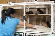 Thorough cleaning and disinfecting of the cages is done every single day at The Cat House on the Kings in Parlier, CA. The Cat House on The Kings is a sanctuary for cats that was started by Lynea Lattanzio in her own house. There are now over 700 cats on the 12-acre property.