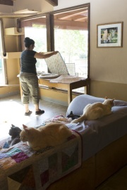 Thorough cleaning and changing the pad covers is done every single day at The Cat House on the Kings in Parlier, CA. The Cat House on The Kings is a sanctuary for cats that was started by Lynea Lattanzio in her own house. There are now over 700 cats on the 12-acre property.