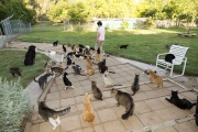 Founder Lynea Lattanzio among dozens of cats at The Cat House on the Kings in Parlier, CA, on May 10, 2012.  The Cat House on The Kings is a sanctuary for cats that was started by Lynea Lattanzio in her own house. There are now over 700 cats on the 12-acre property.