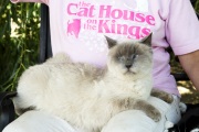 A Siamese cat sits happily on the lap of founder Lynea Lattanzio at The Cat House on the Kings in Parlier, CA, on May 10, 2012.  The Cat House on The Kings is a sanctuary for cats that was started by Lynea Lattanzio in her own house. There are now over 700 cats on the 12-acre property.