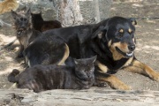 Cats and dogs live in peace at at The Cat House on the Kings in Parlier, CA, on May 10, 2012.  The Cat House on The Kings is a sanctuary for cats that was started by Lynea Lattanzio in her own house. There are now over 700 cats on the 12-acre property.