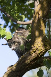 A cat in a tree at The Cat House on the Kings in Parlier, CA, on May 11, 2012. Cats are free to roam freely inside the property. The Cat House on The Kings is a sanctuary for cats that was started by Lynea Lattanzio in her own house. There are now over 700 cats on the 12-acre property.