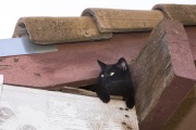 A black cat inside the rooftop of The Cat House on the Kings, a sanctuary for hundreds of cats in Parlier, CA, on May 11, 2012. Cats are free to roam freely inside the property. The Cat House on The Kings is a sanctuary for cats that was started by Lynea Lattanzio in her own house. There are now over 700 cats on the 12-acre property.