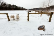 Small solar panel used to power the electric fence to guard the sheep of Tim and Beth Reese in Capon Bridge.